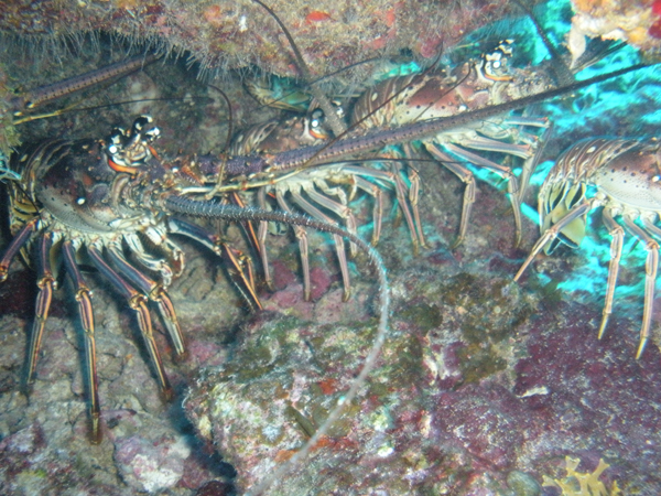Lobsters