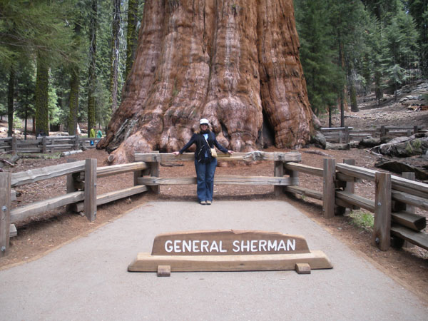 General Sherman Tree